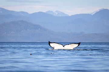Seascape with Whale tail. The humpback whale (Megaptera novaeangliae) tail dripping with water in Knight Inlet, Vancouver Island, BC, Canada.