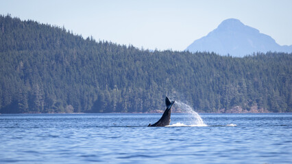 Seascape with Whale tail. The humpback whale (Megaptera novaeangliae) tail dripping with water in...