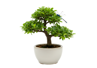 Miniature Bonsai Tree in White Pot isolated on transparent background