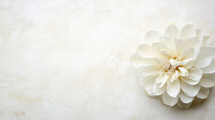 Elegant white dahlia blossom on a textured off-white background, creating a serene and minimalist floral image perfect for wedding invitations or spa branding. : Generative AI