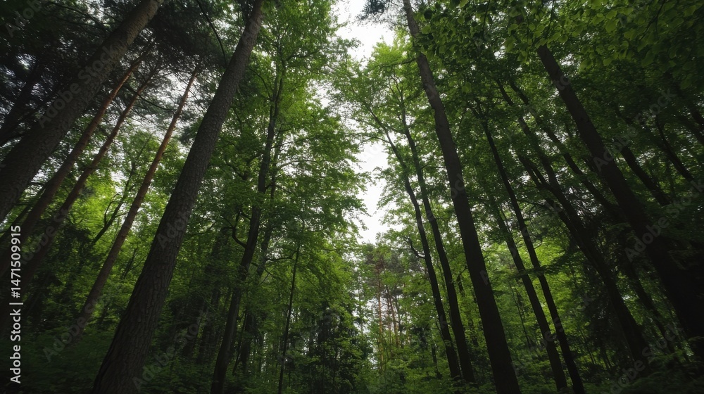 Aufkleber A verdant forest canopy viewed from below, showcasing tall, slender tree trunks reaching towards a bright sky. Lush green foliage fills the frame, creating a tranquil and serene natura : Generative AI