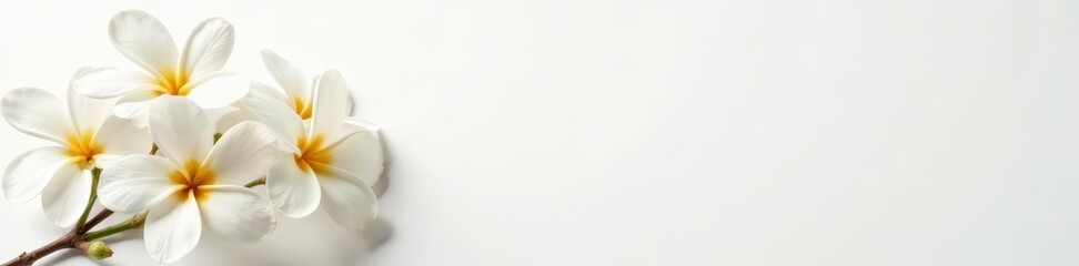Obraz premium Close-up of delicate jasmine flowers on white background, aromatic, beauty