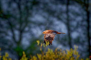 Marsh Harrier Bush
