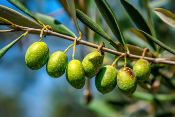 Olive tree branch, young green olives arranged in a row close-up on blurred foliage and blue sky background