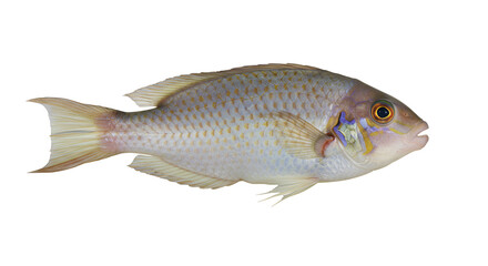 Fototapeta premium Cleaner Wrasse Removing Parasites from Fish