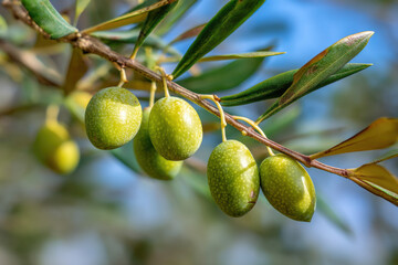 Olive tree branch, young green olives arranged in a row close-up on blurred foliage and blue sky background