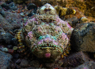 Stone fish from Aqaba