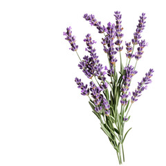 Naklejka premium Close-up lavender bunch