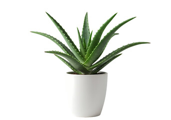 Aloe Vera Plant in White Pot High Resolution Image isolated on transparent background