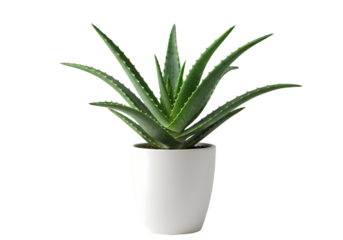 Aloe Vera Plant in White Pot High Resolution Image isolated on transparent background
