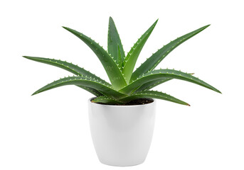 Aloe Vera Plant in White Pot isolated on transparent background