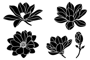 set of magnolia flowers with leaves. Flower silhoutte. Vector illustration