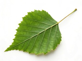 Fototapeta premium green leaf isolated on white