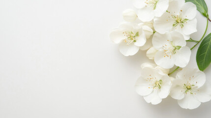 Obraz premium Delicate white blossoms arranged on a pristine white background, creating a serene and elegant floral composition perfect for springtime designs or wedding invitations. : Generative AI