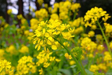 開花したアブラナ 菜の花