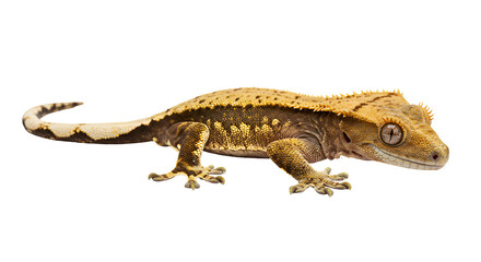 Fototapeta premium Colorful Crested Gecko on Branch