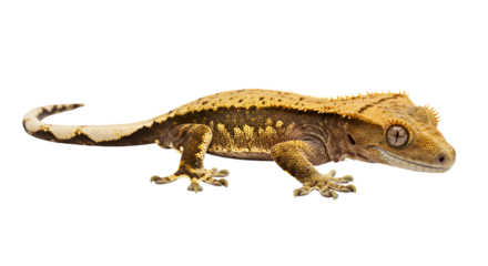 Colorful Crested Gecko on Branch