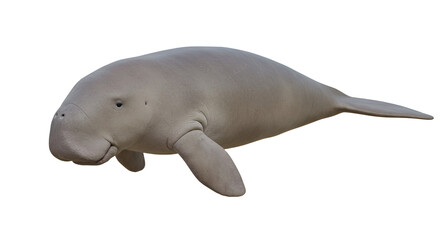 Fototapeta premium Dugong Grazing on Seagrass Meadow