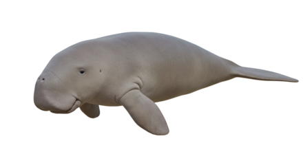 Dugong Grazing on Seagrass Meadow