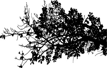 Vector illustration of natural oak branch