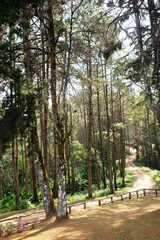 Beautiful sunshine in pine forest with winding mountain roads and walking route dirty road and wooden fence on the hill in natural sunlight in Thailand