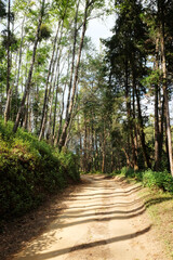 Beautiful sunshine in pine forest with walking route dirty road and tail on the mountain in natural sunlight