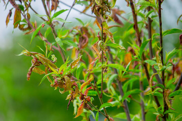 Peach leaf curl. Peach disease.