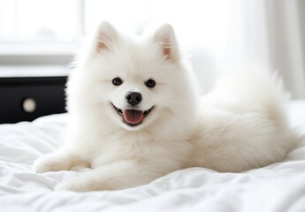 white pomeranian dog
