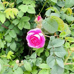 close up of tea rose with green foliage