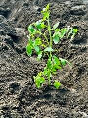 tomato plant recently planted in garden soil