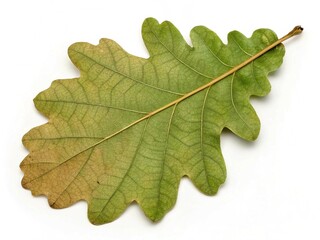 Fototapeta premium oak leaf isolated on white background