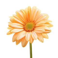 Peachy gerbera flower close-up