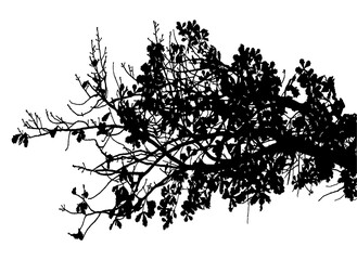 Illustration of oak branch with leaves on transparent background