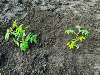 tomato seedlings planted in a row in a garden bed