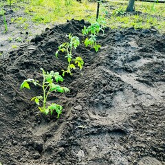 tomato seedlings planted in a row in a garden bed