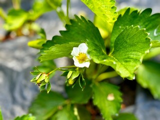 close-up of strawberry bush with flower and berry