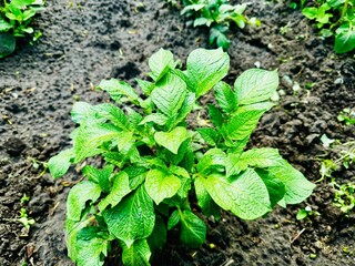 сlose up of growing potatoes in soil
