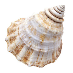 Fototapeta premium Detailed view of a seashell (1)