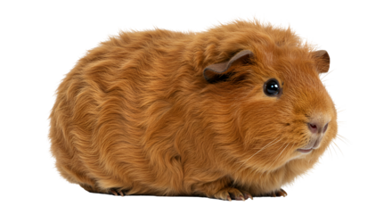 Domestic Guinea Pig in Hay Bedding