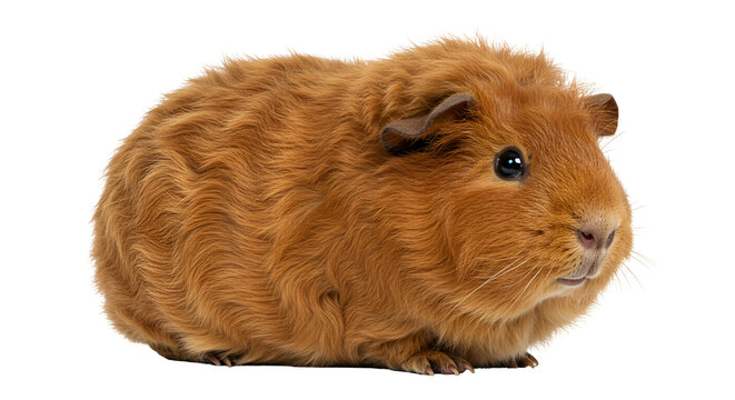 Domestic Guinea Pig in Hay Bedding