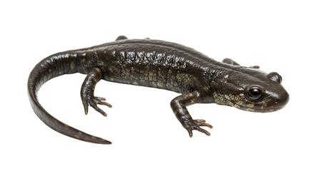 Fototapeta premium Honduras Stream Salamander on Leaf
