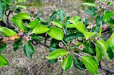 apple tree branch with unripe fruits