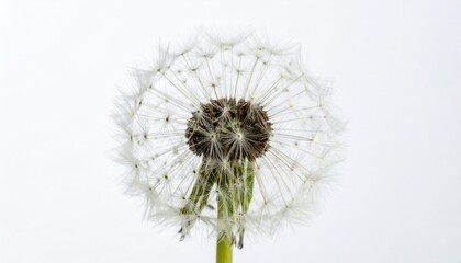 Dandelion transformation natural setting close-up photography minimalistic environment artistic perspective nature's beauty