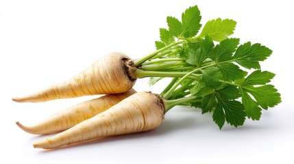 Realistic Parsnips on Plan white Background