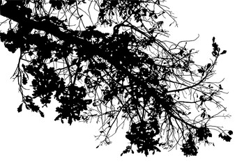 Illustration of oak branch with leaves on transparent background