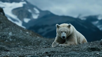 A lone polar bear rests on a rocky outcrop, overlooking a dramatic arctic mountain range under a brooding, overcast sky. : Generative AI