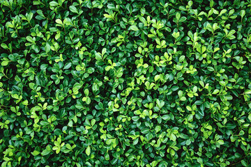 Obraz premium Lush Green Foliage Texture Background Dense Small Leaves