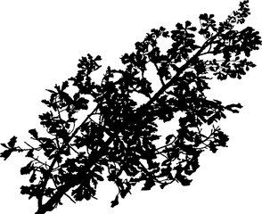 Vector illustration of natural oak branch