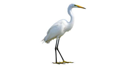 Great Egret Hunting in Shallow Water