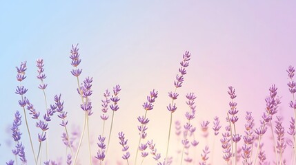 Naklejka premium Lavender Field Pastel Sunset.